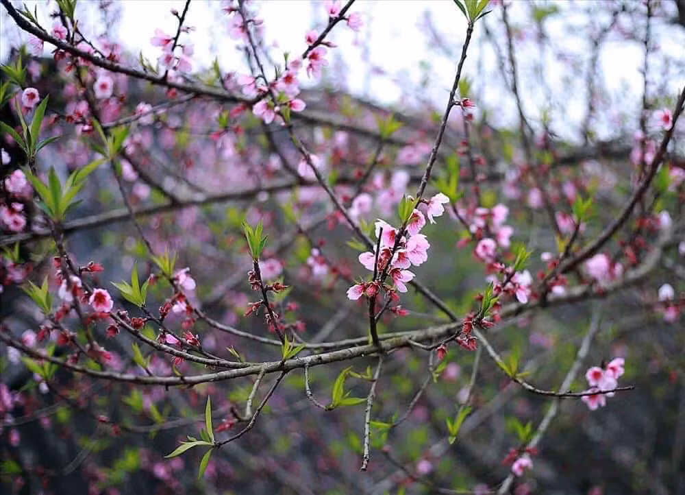 Dao rung Tay Bac mini do bo cho mang, hut khach choi Tet... gia sao?-Hinh-3