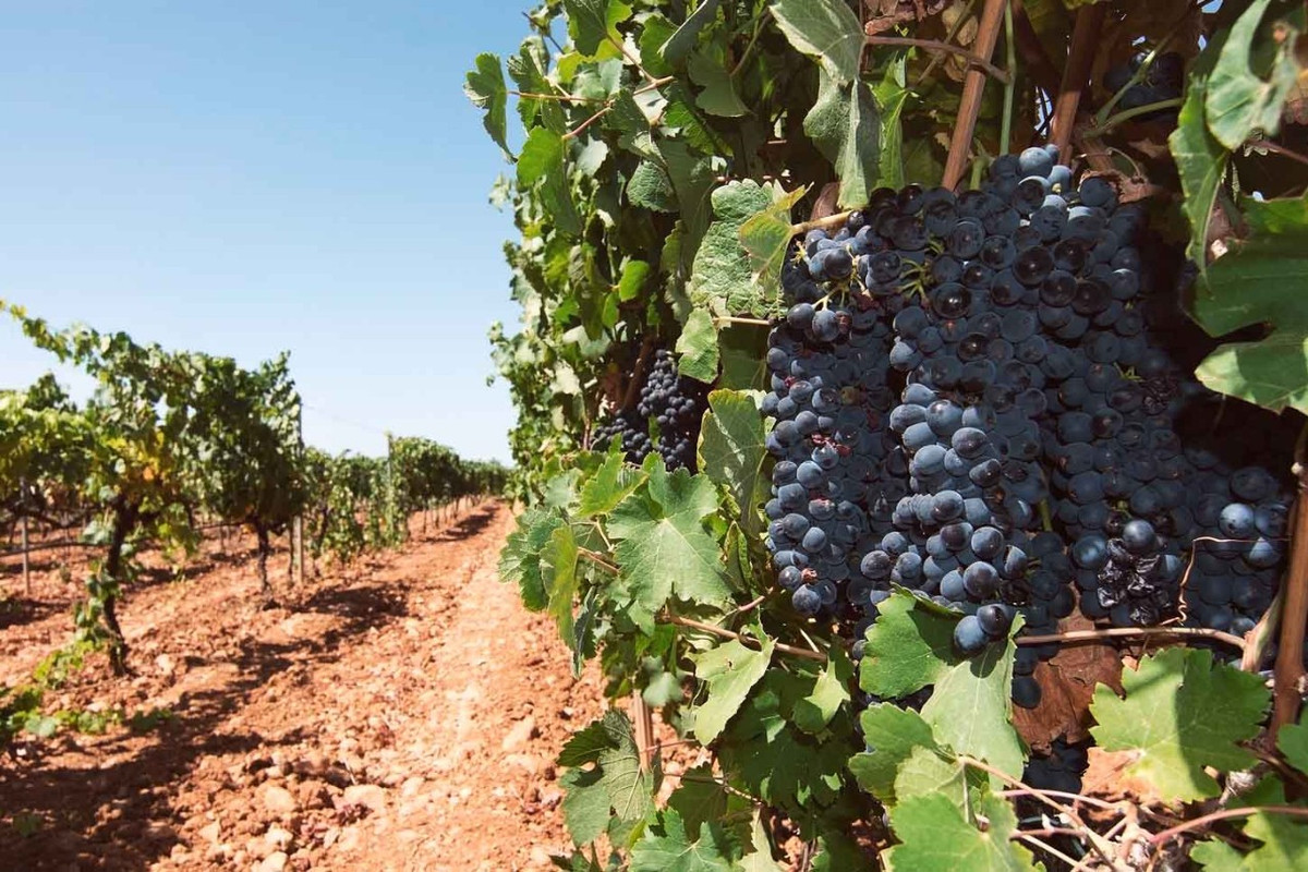 Bênh cạnh đó, rượu vang cũng là thứ đáng thử ở Mallorca. Du khách có thể tham quan và thử rượu tại những nhà máy sản xuất rượu vang với mức giá khoảng 160 USD/ người. Ảnh: Barcelo