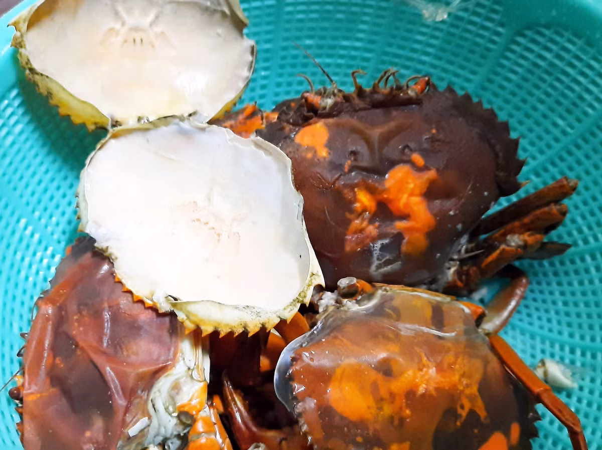 Đặc biệt, phần gạch là chất dinh dưỡng quan trọng cua hai da dùng để dự trữ nuôi sống cơ thể trong những ngày lột xác. Vì thế, lớp gạch cua hai da có màu vàng nhạt, rất thơm. Ảnh: Dân Việt