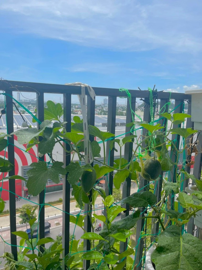 Với ban công nhỏ, bà xã Phan Mạnh Quỳnh sắp xếp gọn gàng, trồng cây và cho quả sai.