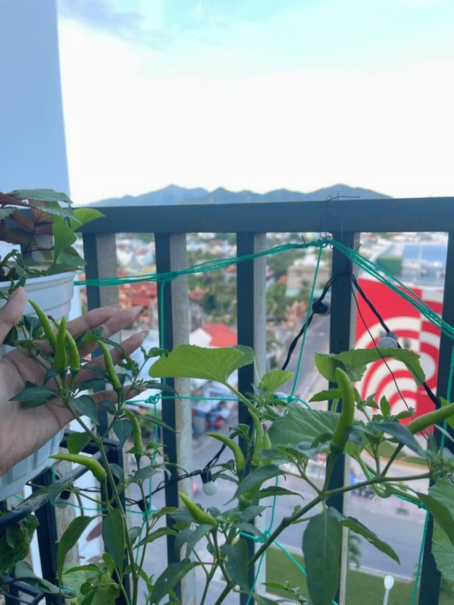 Cây ớt cũng ra rất nhiều quả.