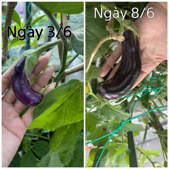 Khánh Vy hào hứng cập tình hình lớn lên từng ngày của các loại quả.