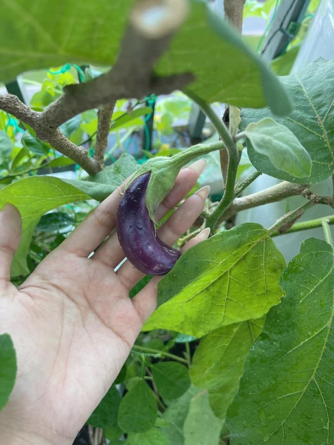 Cà tím bắt đầu cho trái.