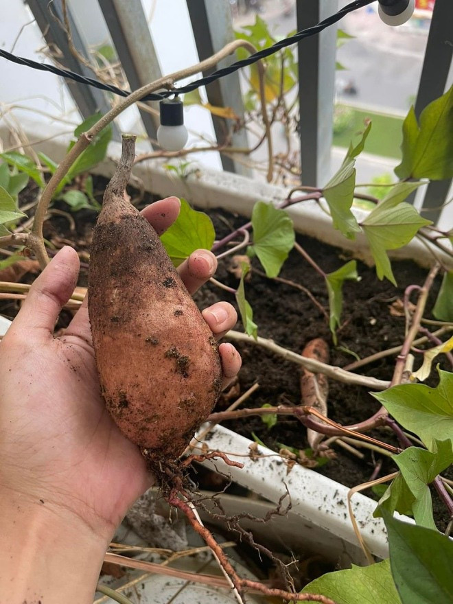 Bụi khoai lang cũng cho củ to. Nguồn ảnh; FBNV