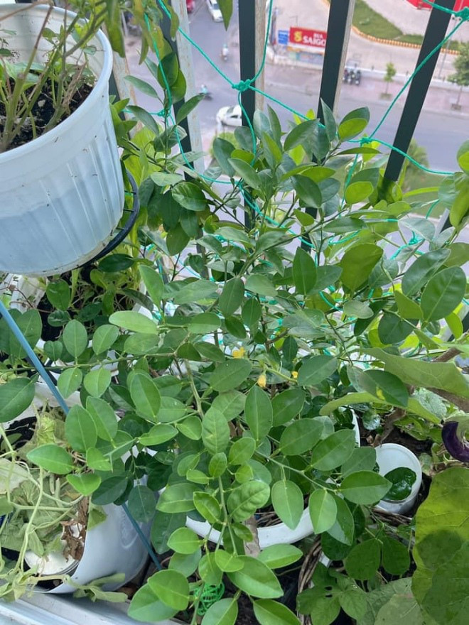 Cây chanh trồng trong chậu tốt um.