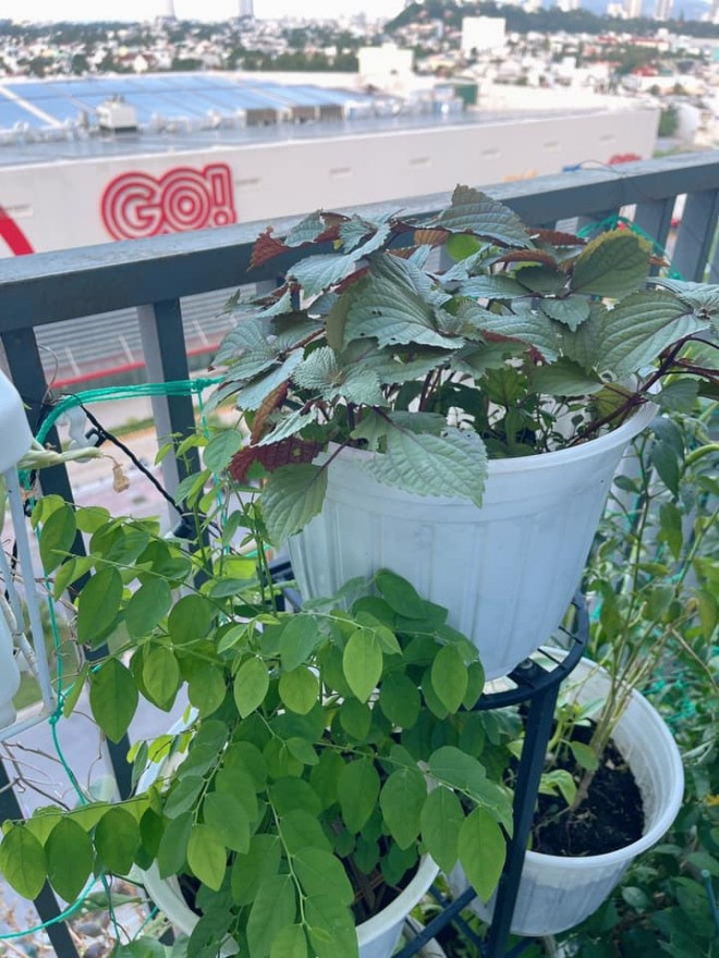 Trên ban công còn có nhiều loại rau như ngót, tía tô, mùng tơi...