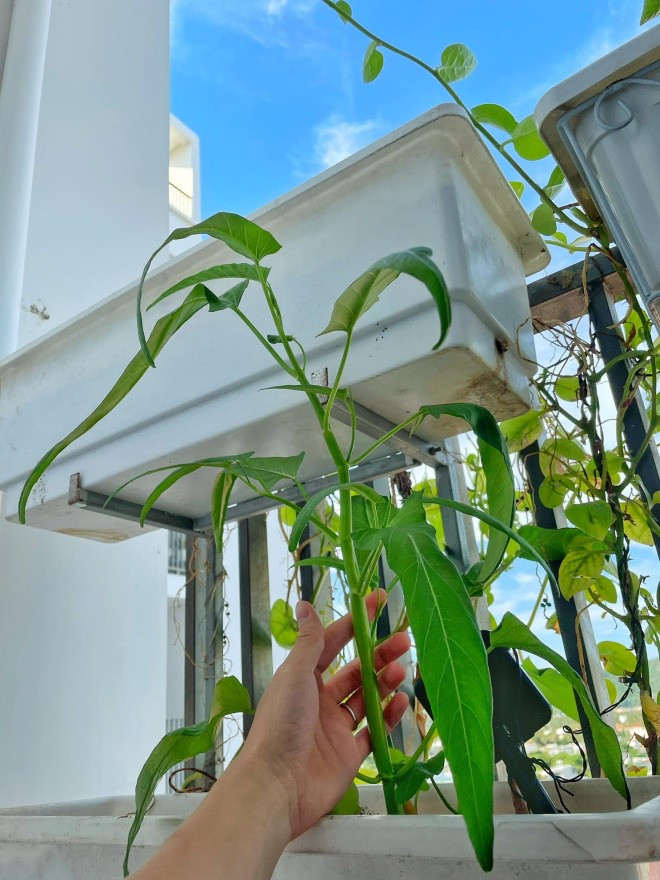 Tại khu vực ban công, vợ chồng Phan Mạnh Quỳnh đặt rất nhiều khay nhựa để trồng cây.