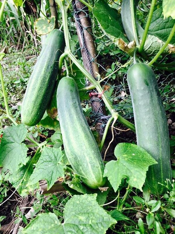 Dưa chuột cho trái to trông thích mắt.