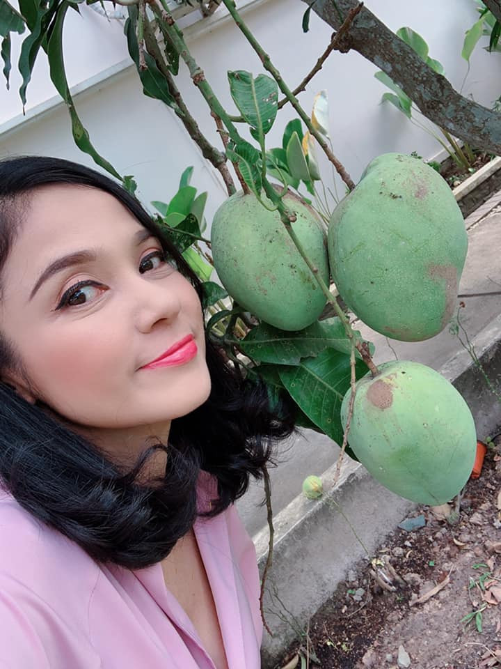 Trái xoài sai lúc lỉu.