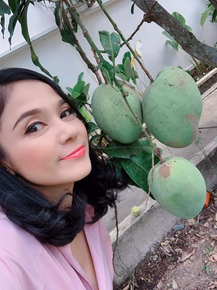 Trái xoài sai lúc lỉu.