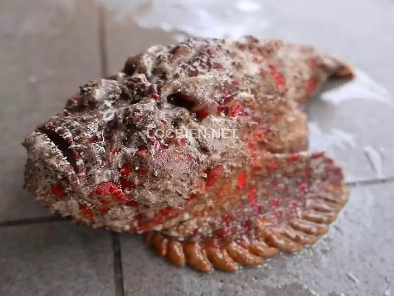 Tại Hà Nội và TP HCM, một số nhà hàng phục vụ món cá mặt quỷ với giá từ 700.000 đồng đến 1,6 triệu đồng/kg. Thậm chí, khách muốn thưởng thức phải đặt trước. Ảnh: Locbien