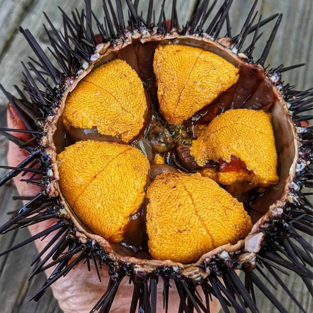 Được ví như "nhân sâm của đại dương", trứng cầu gai có giá cực kỳ đắt đỏ, từ 800.000 – 1,1 triệu đồng/kg tùy kích thước. Ảnh: Internet