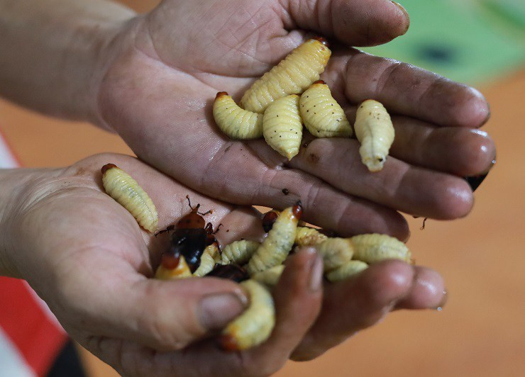 Nhiều thực khách lần đầu nhìn thấy nhộng cọ ngắn củn, ngoe nguẩy, béo vàng lại có răng nên cảm giác sợ hãi. Ảnh: Facebook