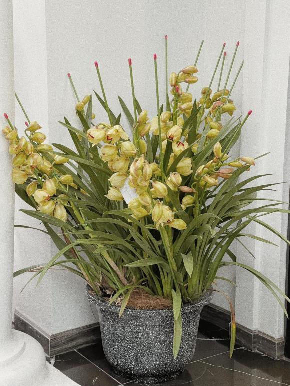 Không gian sống rực rỡ sắc xuân ngày Tết.