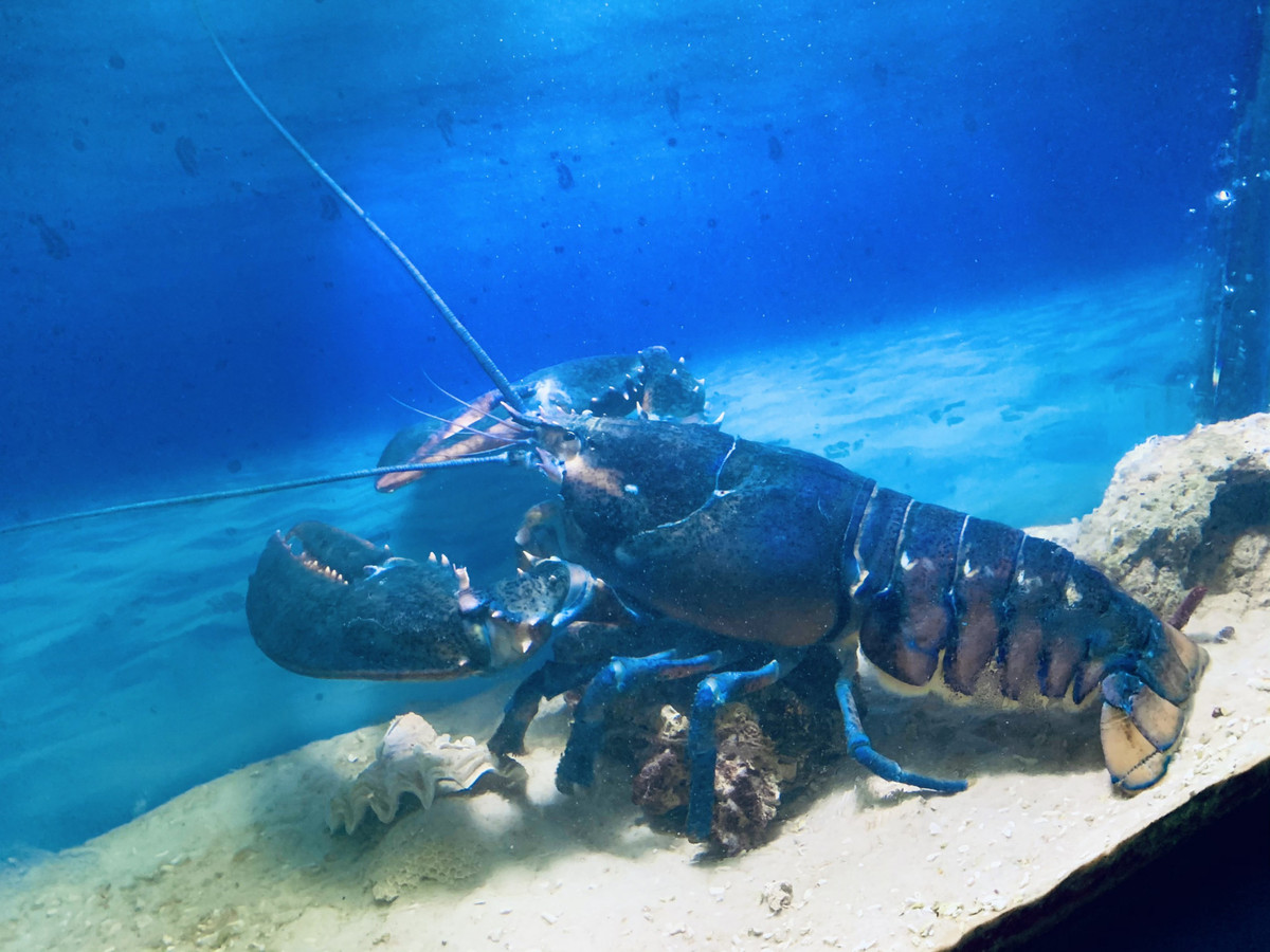 Có khách trả 50 triệu đồng cho con tôm hùm hiếm này nhưng cửa hàng này cũng không bán mà tặng cho viện nghiên cứu. Ảnh: Phunuonlone