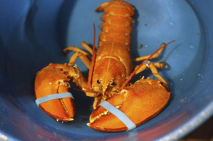 Theo các nhà nghiên cứu, tôm hùm màu vàng cam thuộc loại hiếm nhất thế giới với tỉ lệ tìm thấy trong tự nhiên là 1/30 triệu con. Ảnh: Dân Việt