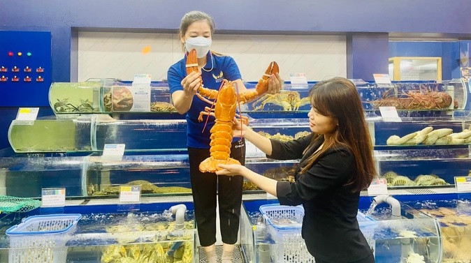 Mới đây, một cửa hàng hải sản nhập khẩu ở quận 1 (TP HCM) phát hiện con tôm hùm màu vàng cam cực hiếm trong lô hàng nhập từ Canada. Ảnh: Hải sản Hoàng Gia