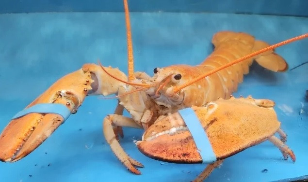 Trên thế giới, số lần tôm hùm vàng lộ diện trước con người chỉ đếm trên đầu ngón tay. Tháng 10/2021, một con tôm hùm màu vàng cũng được phát hiện ở bể chứa của một cửa hàng ở Ontario (Canada), sau đó được tặng cho thuỷ cung Toronto. Ảnh: Getty