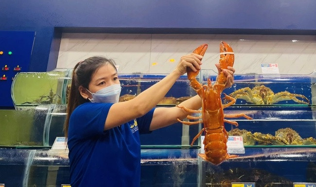 Con tôm hùm có màu sắc "đột biến" này dài 55cm, nặng gần 2kg, có khách trả giá 150 triệu đồng nhưng cửa hàng không bán. Ảnh: Hải sản Hoàng Gia