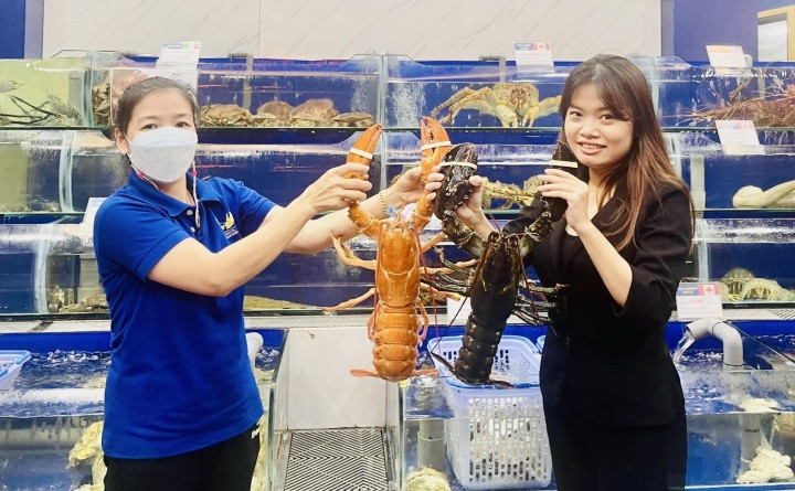 Thông tin tôm hùm Canada màu vàng cam lần đầu xuất hiện tại Việt Nam thu hút sự chú ý của đông đảo người tiêu dùng. Ảnh: VTCNews