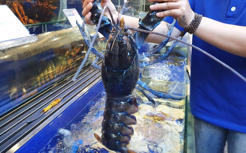 Theo các nhà nghiên cứu, tỷ lệ bắt được tôm hùm xanh trong tự nhiên là 1/2 triệu con. Tôm hùm có màu xanh ngọc có thể do đột biến gen hoặc do ảnh hưởng của điều kiện môi trường sống. Ảnh: Thegioitiepthi