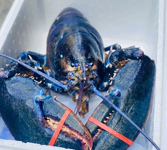 Con tôm hùm xanh ngọc bích nặng 3,9kg, dài tới 48cm, gấp gần 10 lần một con tôm thông thường. Ảnh: Dân Việt