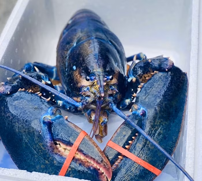 Con tôm hùm xanh ngọc bích nặng 3,9kg, dài tới 48cm, gấp gần 10 lần một con tôm thông thường. Ảnh: Dân Việt