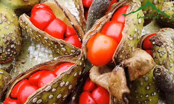 3 loai gia vi Tay Bac cuc dat do, co tien chua chac mua duoc-Hinh-2