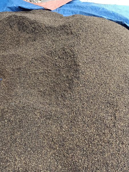 3 loai gia vi Tay Bac cuc dat do, co tien chua chac mua duoc-Hinh-5