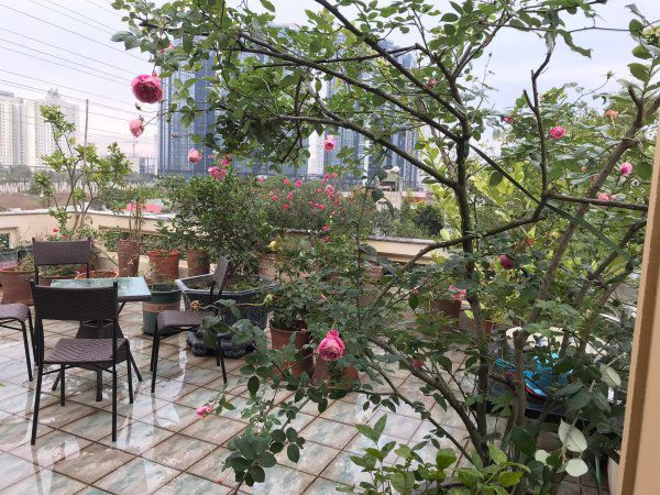 Bên ngoài là vườn cây, hoa đầy màu sắc. Ảnh: Công lý &amp; xã hội Cây chanh cho quả to, căng bóng còn chậu hoa hồng trổ bông rực rỡ. Ảnh: Vietnamnet