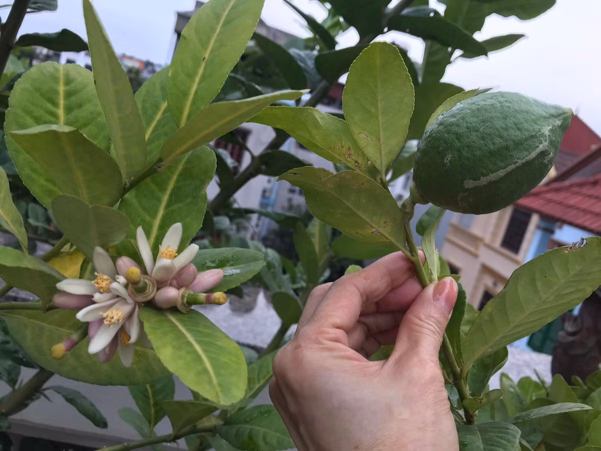 Khu vực thờ cúng được nữ nghệ sĩ chăm chút tỉ mỉ. Ảnh: Công lý &amp; xã hội