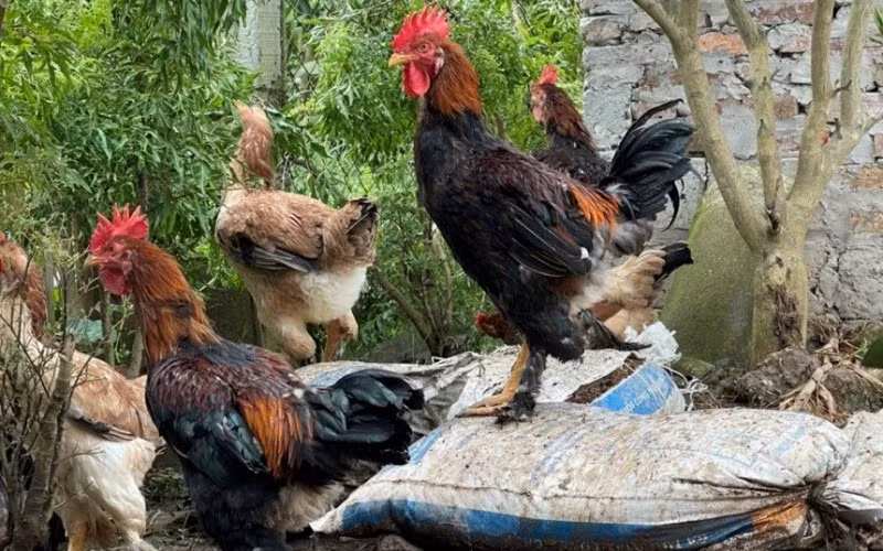 Gà Tò ở An Mỹ (Quỳnh Phụ, Thái Bình) là một trong những vật nuôi thuần Việt dùng để tiến vua. Giống gà này cao lớn, vạm vỡ và có lông ở chân. Ảnh: Nhandan
