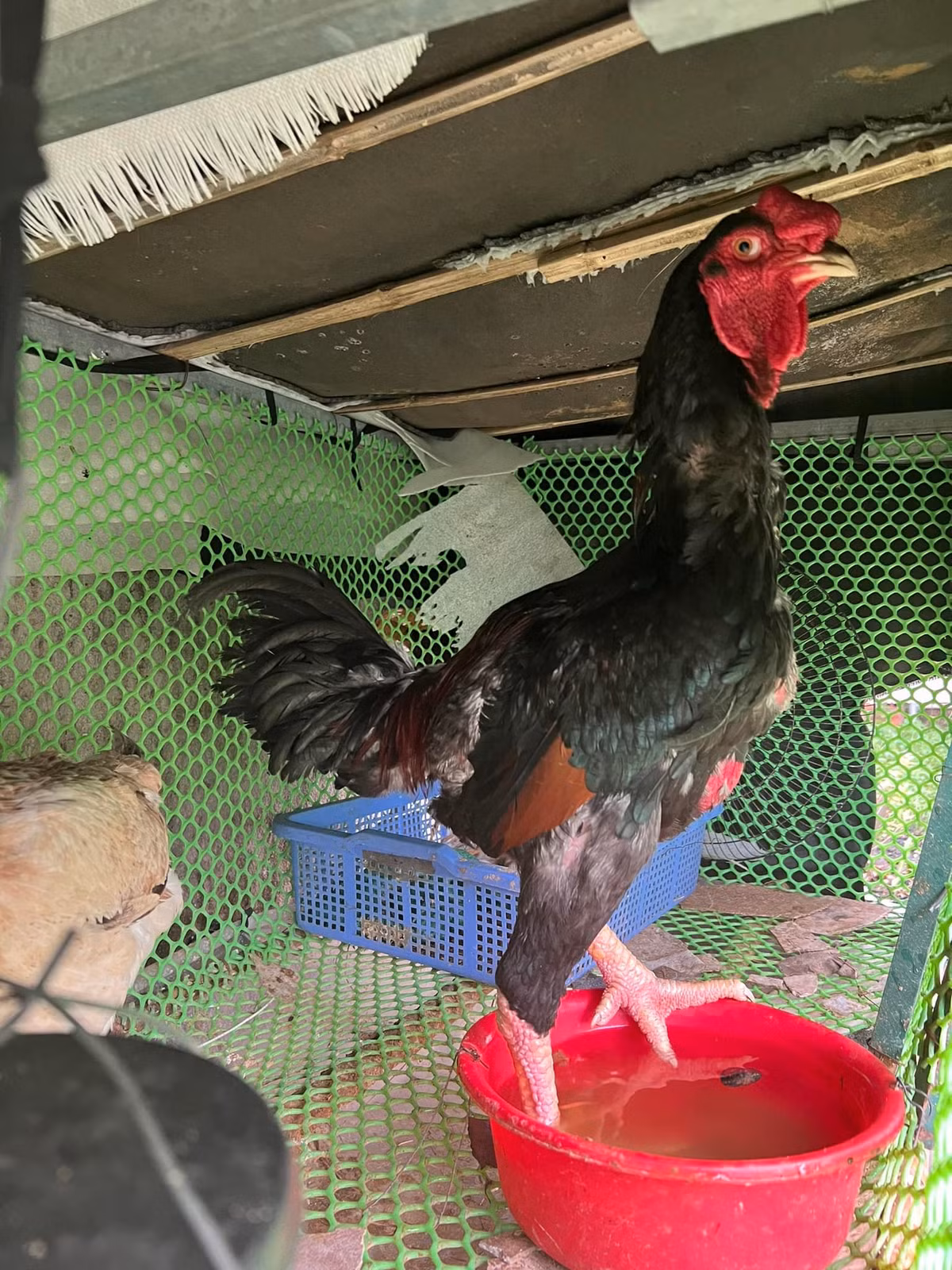 Gà Hồ là giống gà quý hiếm tù xưa dùng để tiến vua. Vào mỗi dịp Tết, giống gà tiến vua này luôn trong tình trạng "cháy hàng" vì nhu cầu người mua tăng cao. Ảnh: Facebook