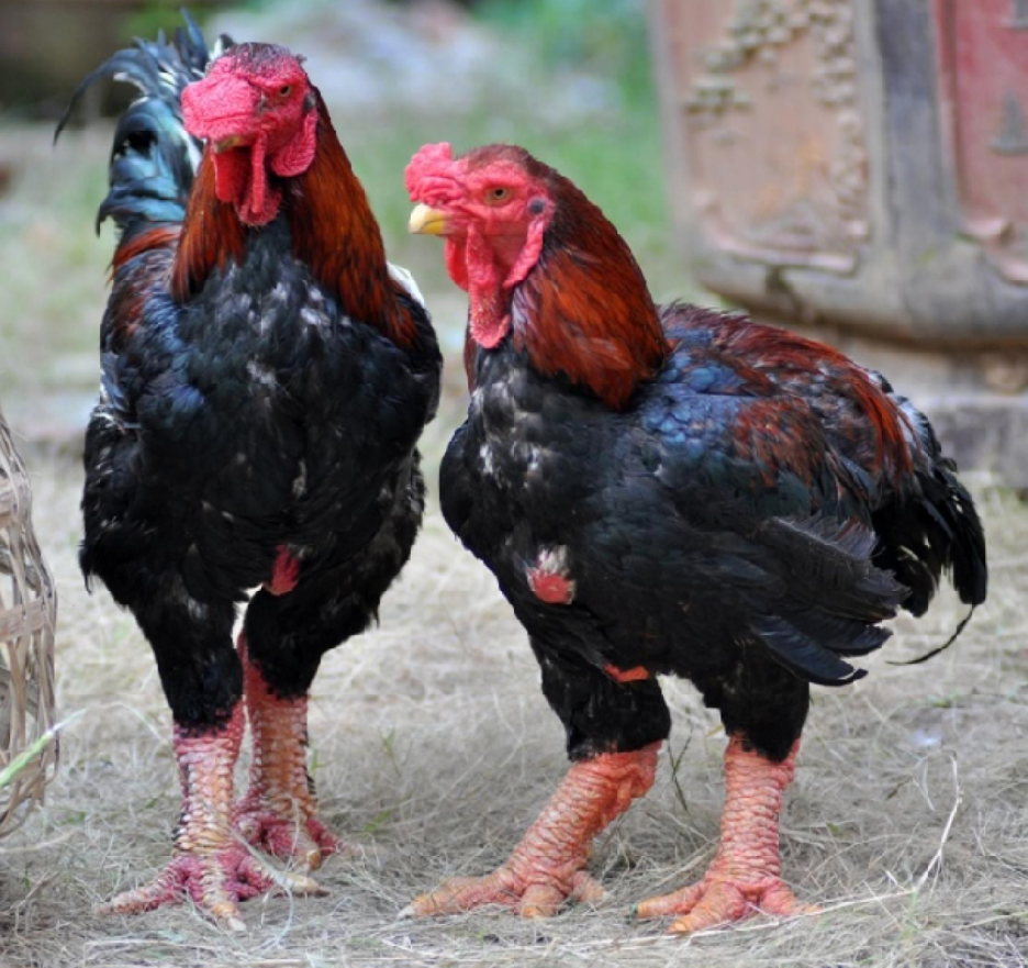 Gà Đông Tảo lớn thường nặng từ 5-7 kg/con, đầu hình gộc tre, thân giống con cóc, cánh như hai con trai úp, đuôi như nơm úp cá, da đỏ...Ảnh: Internet
