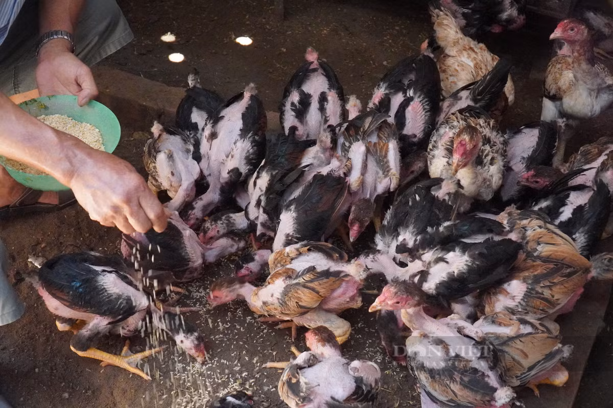 Gà Hồ đắt như vậy là bởi phải nuôi từ 10 - 12 tháng trở lên mới được một lứa. Gà thả vườn, ăn nông sản như thóc, ngô, cám gạo, rau xanh...nên thịt chắc, ngọt, thơm. Ảnh: Dân Việt