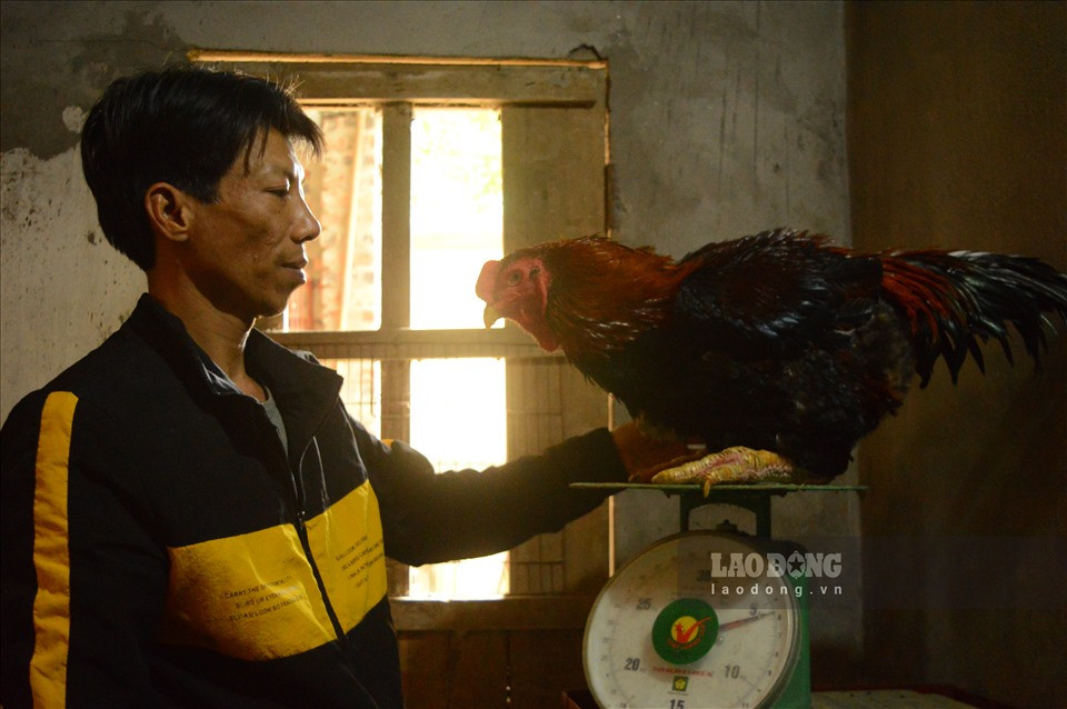Gà Hồ là “đặc sản trứ danh” của làng Lạc Thổ (thị trấn Hồ, Thuận Thành, Bắc Ninh). Từ đầu tháng 12 âm lịch cho dến những ngày giáp Tết, đông đảo khách tìm đến thông Lạc Thổ tìm mua những con gà đẹp để biếu Tết. Ảnh: Lao động