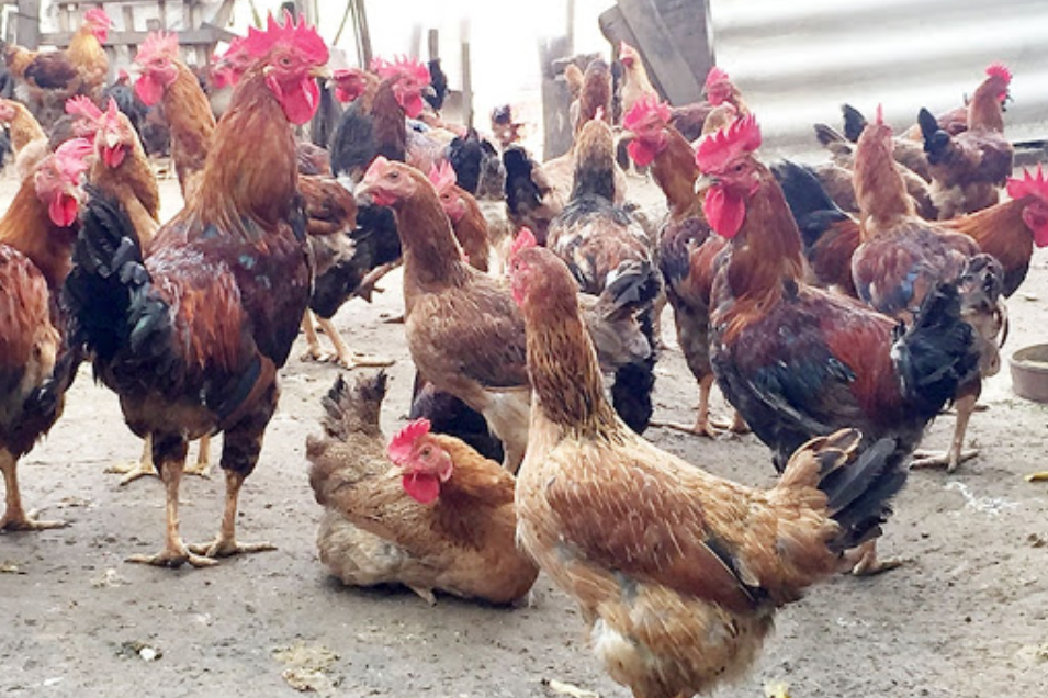 Gắn liền với vùng đất cổ Đường Lâm (Hà Nội), gà Mía được dùng làm lễ vật dâng thần thánh, cung tiến vua chúa ngày xưa. Gà đầu nhỏ, mình vuông. Ảnh: Internet