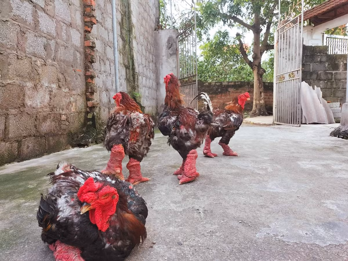  Gà Đông Tảo là giống gà quý hiếm được nuôi tại Đông Tảo (Khoái Châu, Hưng Yên). Tương truyền, đây là loại gà tiến vua được ví như của ngon vật lạ của vua chúa thời xưa. Ảnh: Facebook