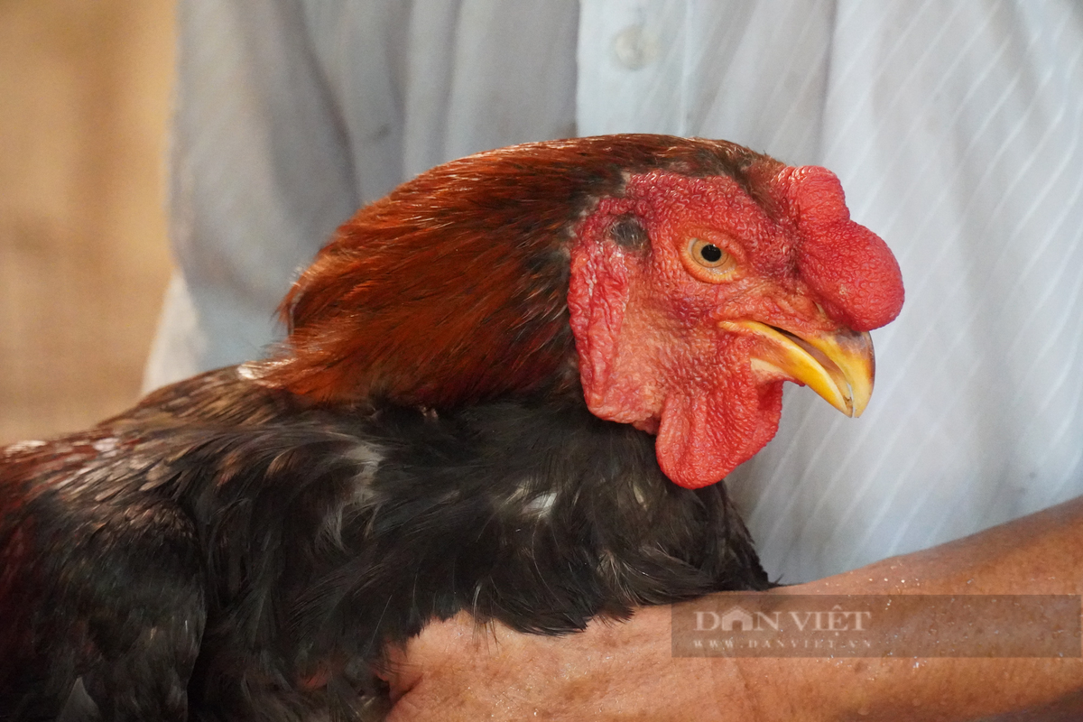 Những con gà thương phẩm có giá từ 400.000-500.000 đồng/kg. Gà có cân nặng từ 5-6 kg sẽ được bán với giá từ 500.000 đồng trở lên. Ảnh: Dân Việt