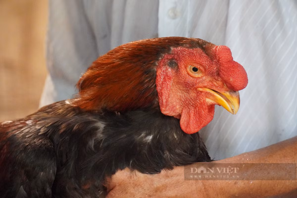 Những con gà thương phẩm có giá từ 400.000-500.000 đồng/kg. Gà có cân nặng từ 5-6 kg sẽ được bán với giá từ 500.000 đồng trở lên. Ảnh: Dân Việt