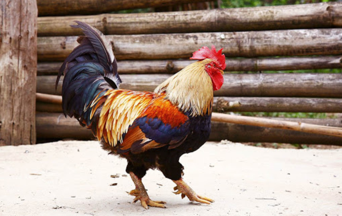 Gà chín cựa xuất hiện trong truyền thuyết Sơn Tinh – Thủy Tinh là một giống gà đặc sản có thật tại nhiều thôn bản thuộc xã Xuân Sơn, huyện Tân Sơn của vùng đất tổ Phú Thọ. Ảnh: Internet