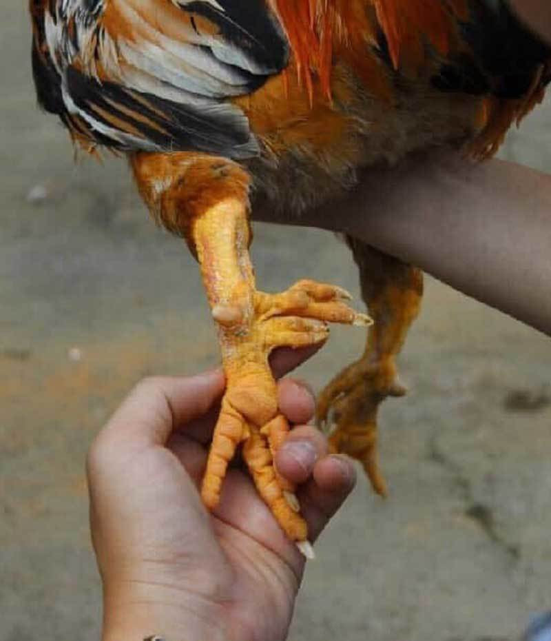 Những con gà đủ 9 cựa giá lên tới hàng chục triệu đồng, còn gà 6-8 cựa giá khoảng trên dưới 1 triệu đồng/con. Ảnh: Vietnamnet