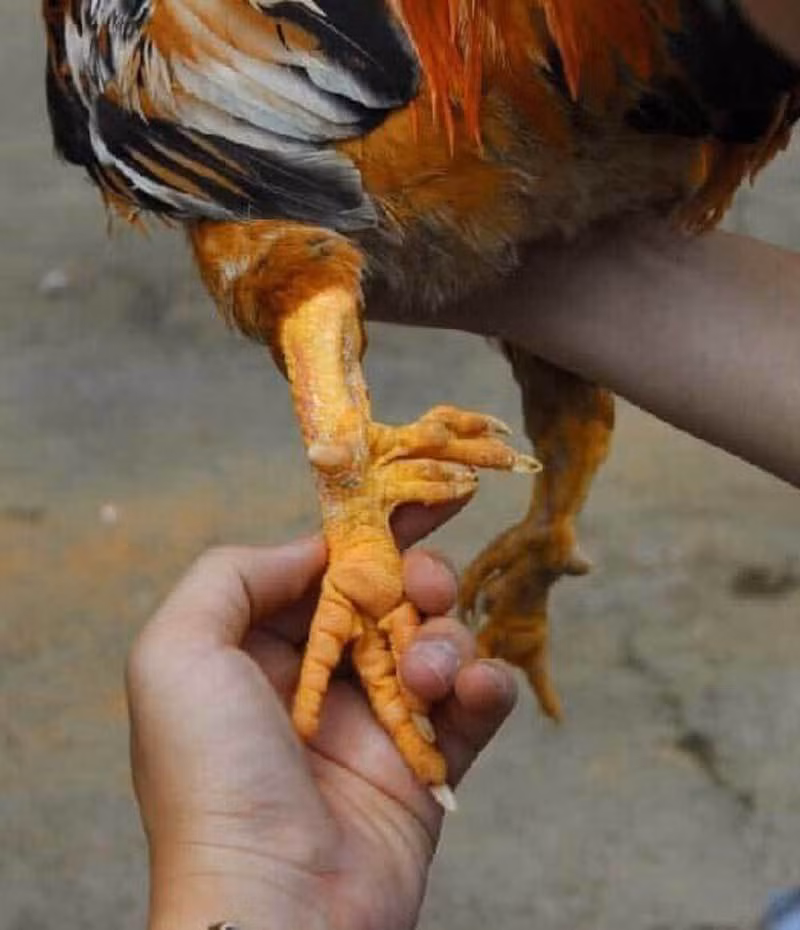 Những con gà đủ 9 cựa giá lên tới hàng chục triệu đồng, còn gà 6-8 cựa giá khoảng trên dưới 1 triệu đồng/con. Ảnh: Vietnamnet