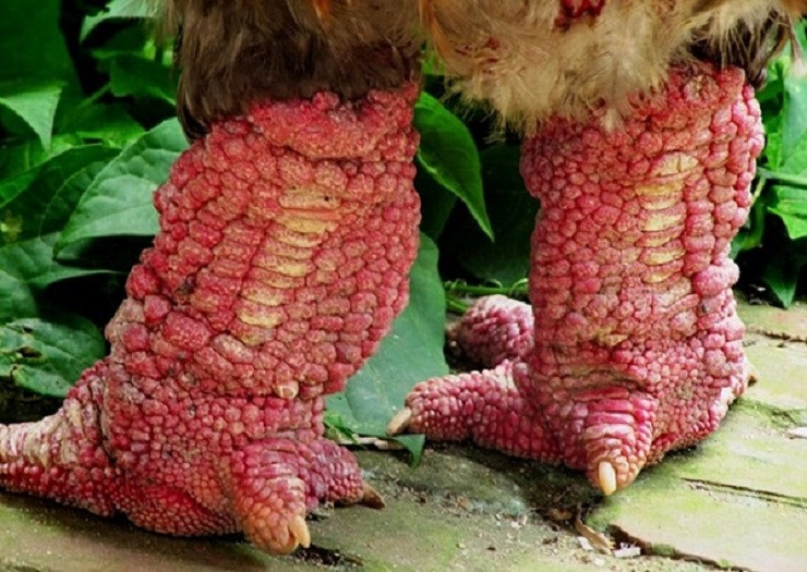 Điểm nổi bật nhất của gà Đông Tảo là đôi chân "khủng". Một số con còn có chân to bằng bắp tay người lớn. Ảnh: Dân Việt