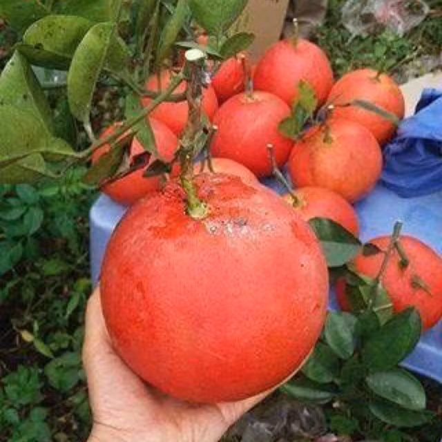 Khi nhỏ, bưởi cũng có màu xanh như các giống bưởi khác, nhưng khi già bưởi chuyển dần sang màu vàng và đến lúc chín (khoảng tháng 10 - 11 âm lịch) thì đổi hẳn sang màu đỏ như quả gấc. Ảnh: Shopee