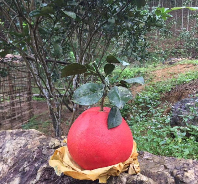 Tuỳ từng loại và từng nơi bán, mỗi quả buỏi đỏ Luận Văn thường có giá từ 80.000- 200.000. Nhưng những cặp quả tròn, đẹp có khi lên tới 800.000, thậm chí là 1 triệu đồng. Ảnh: Dân trí