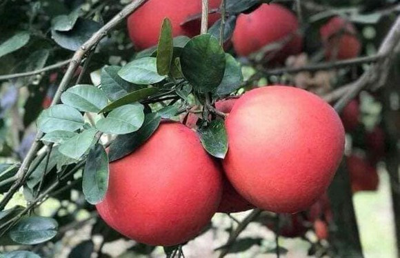 Từng là đặc sản tiến vua, bưởi đỏ Luận Văn (Thanh Hoá) hiện trở thành mặt hàng hút giới nhà giàu mỗi dịp Tết. Ảnh: SGGP