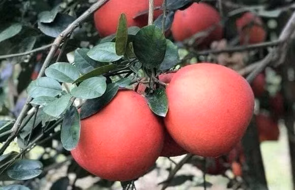 Từng là đặc sản tiến vua, bưởi đỏ Luận Văn (Thanh Hoá) hiện trở thành mặt hàng hút giới nhà giàu mỗi dịp Tết. Ảnh: SGGP