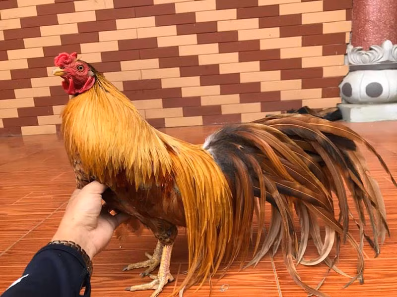 Một số ý kiến cho rằng gà tre Tân Châu là giống là được lai tạo giữa gà rừng Việt Nam và gà tre Nhật Bản. Ảnh: Gadondatviet