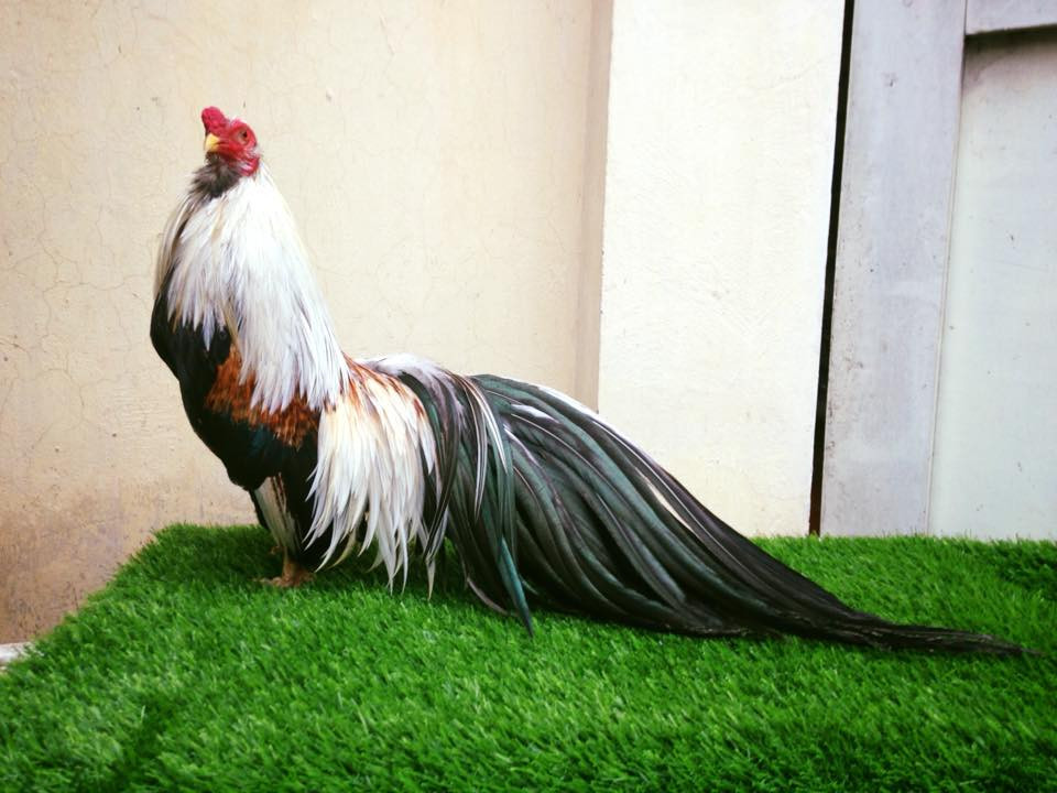 Gà Tân Châu có các màu cơ bản như chuối, nhạn, khét, bông, ô đen, ngũ sắc...Ảnh: Facebook